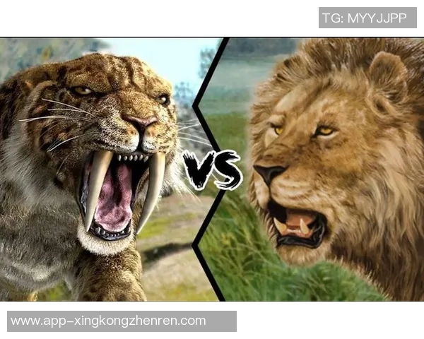 老虎大学与美洲狮子激烈对决谁将赢得这场精彩的较量
